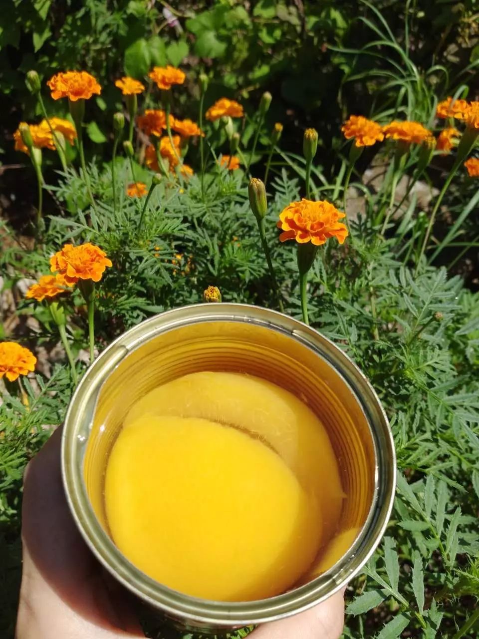 辰颐物语黄桃罐头