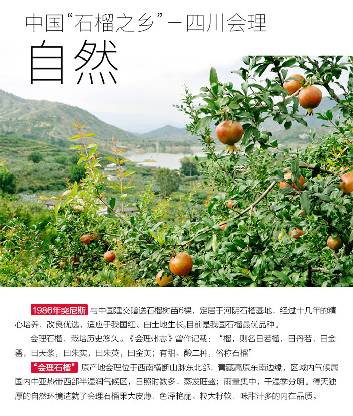 辰颐物语突尼斯软籽石榴