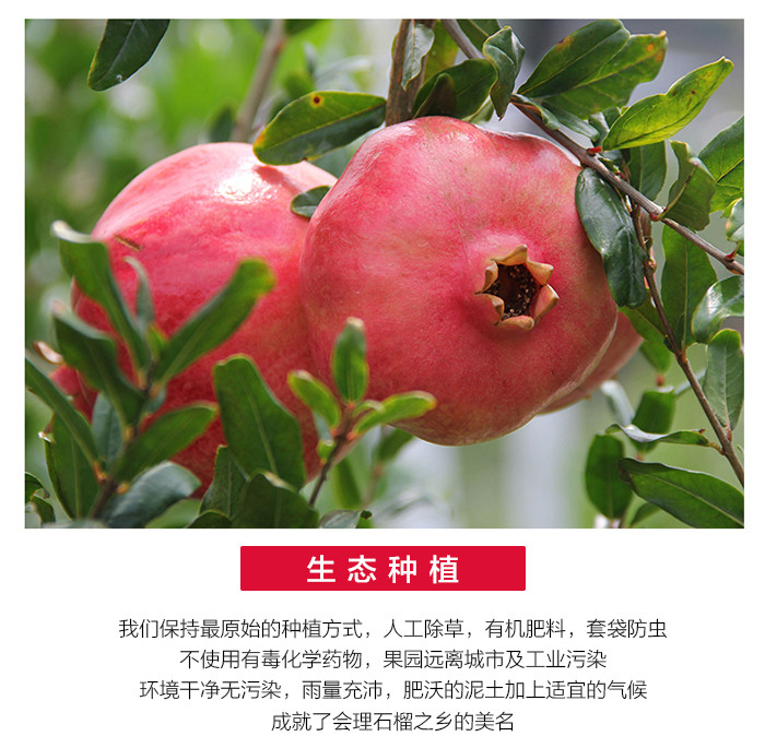 辰颐物语突尼斯软籽石榴