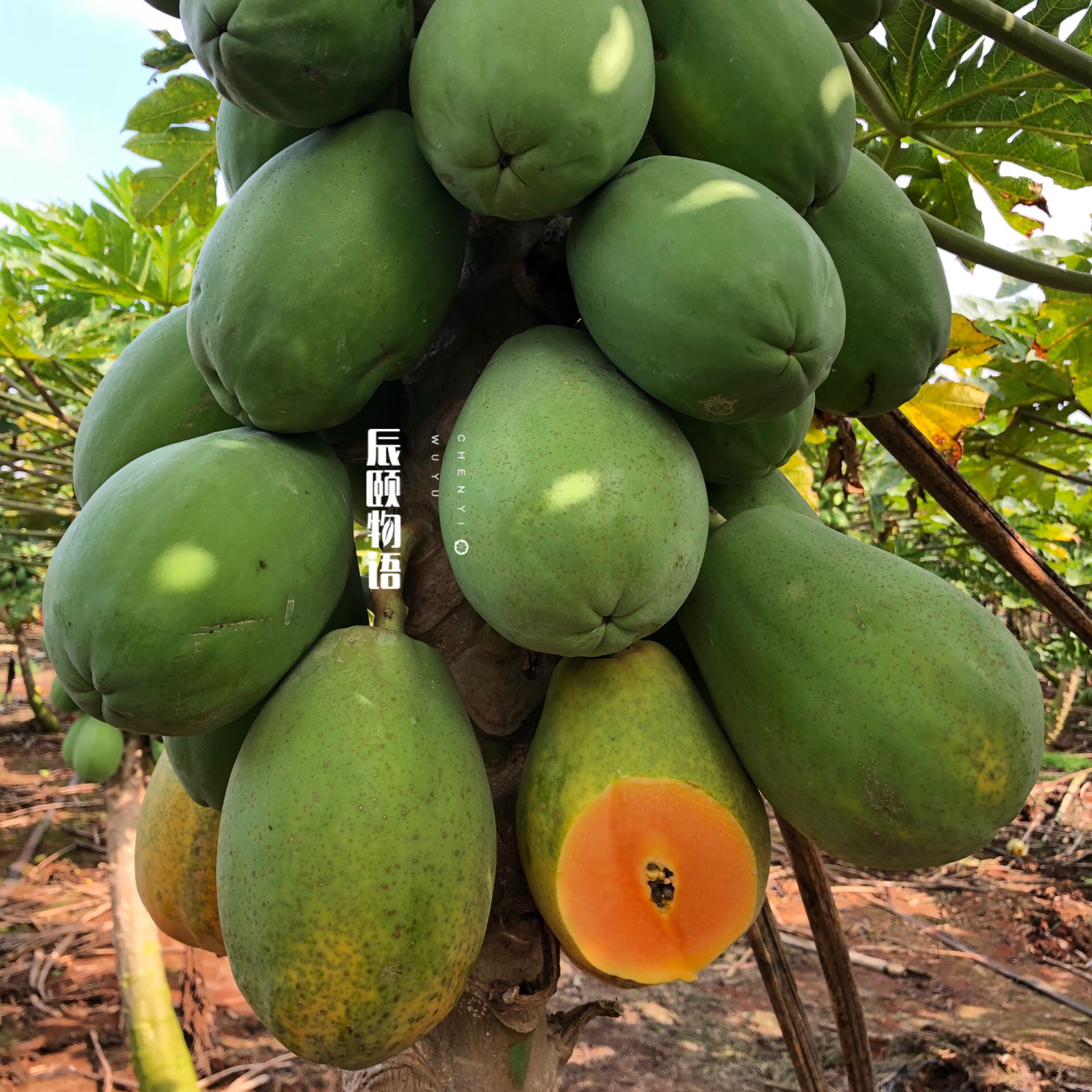 雷州冰糖心木瓜