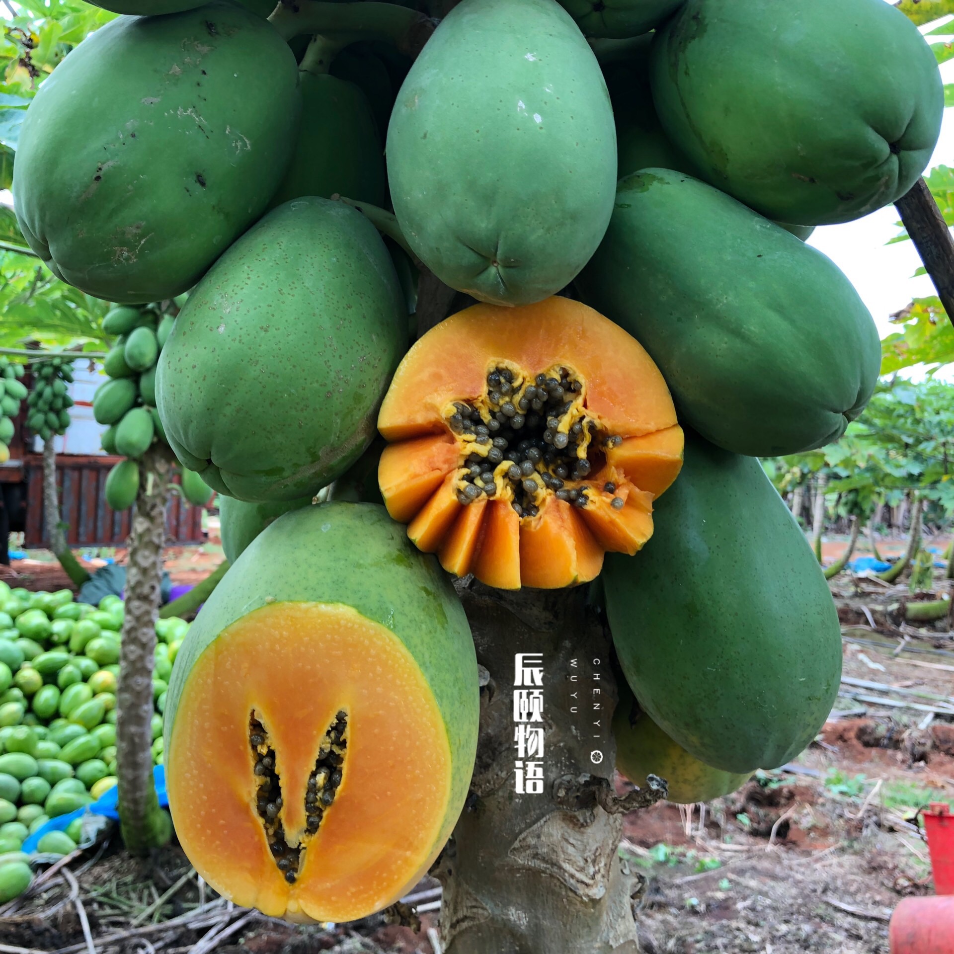 雷州冰糖心木瓜