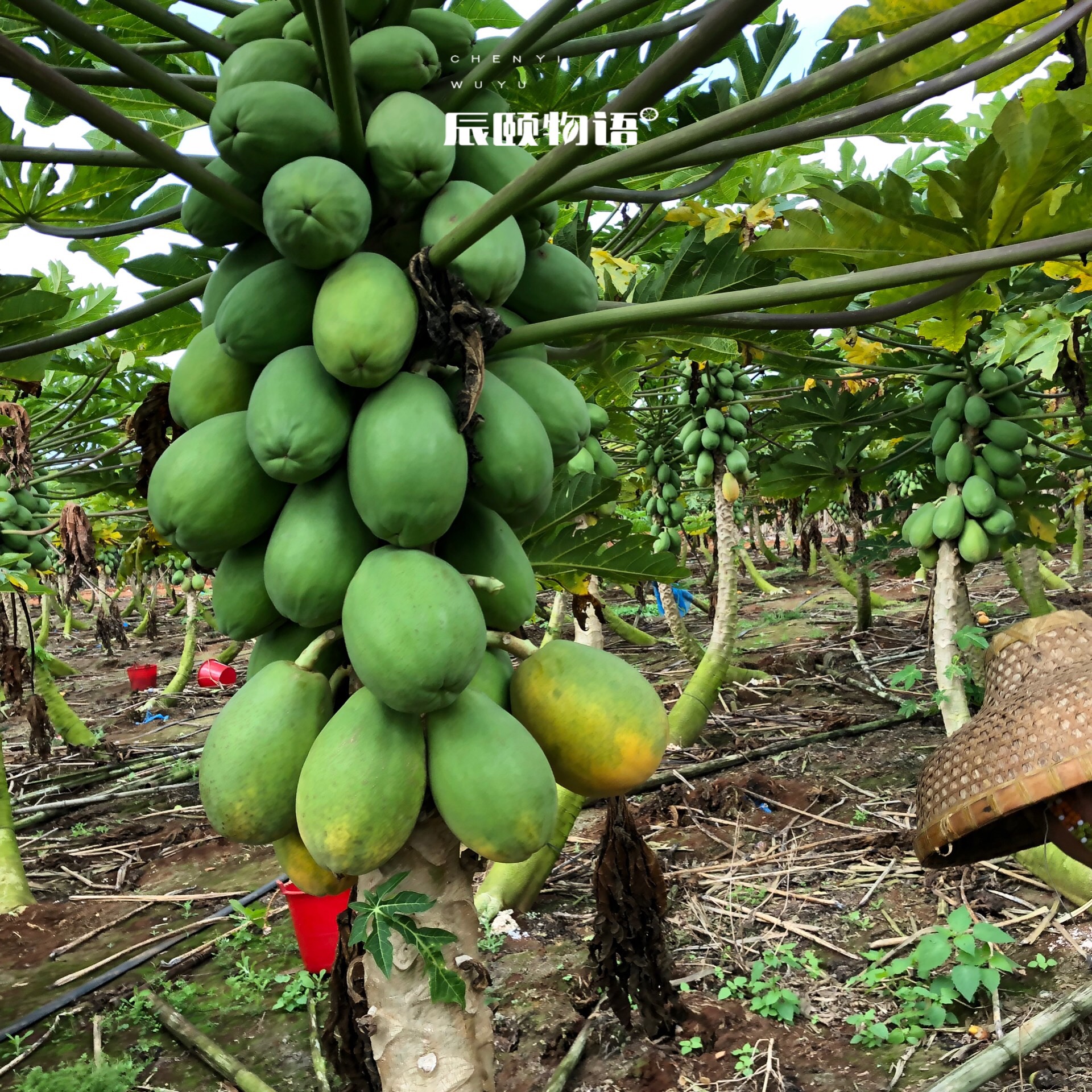 雷州冰糖心木瓜