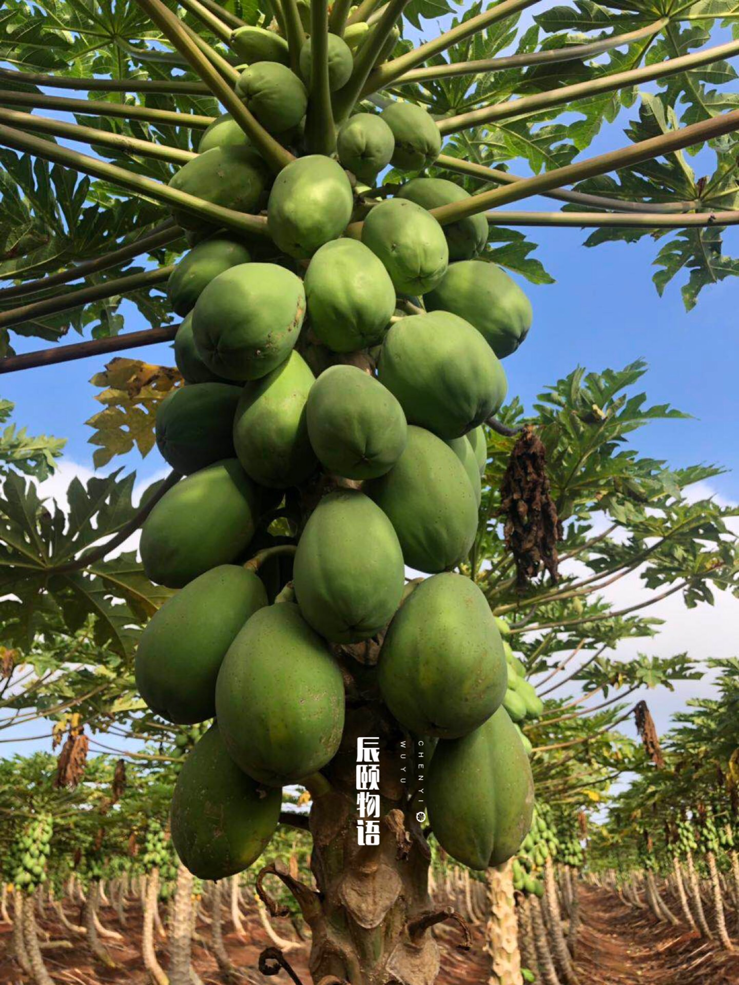 雷州冰糖心木瓜