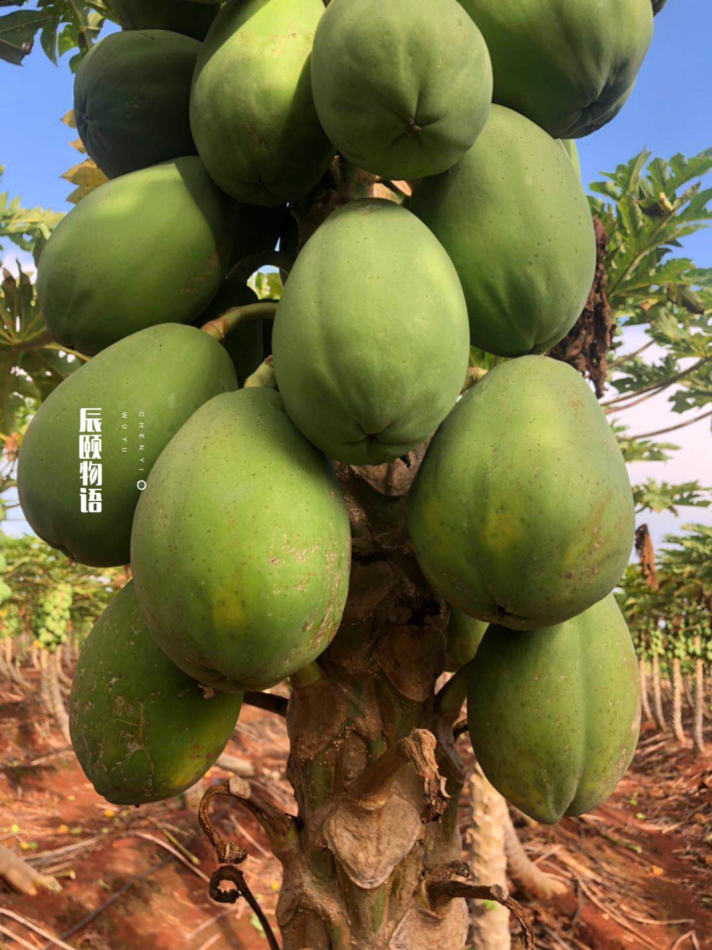 雷州冰糖心木瓜