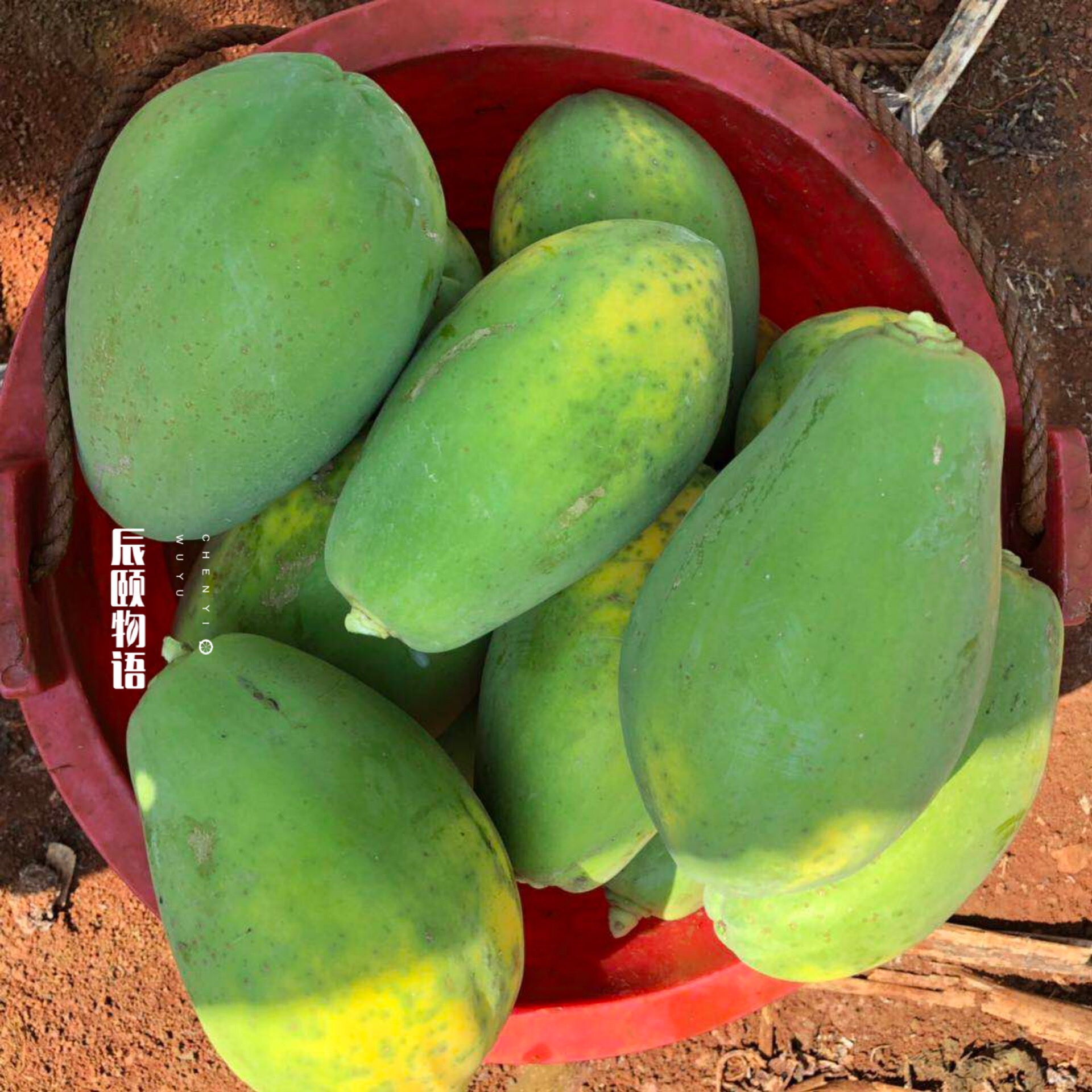 雷州冰糖心木瓜