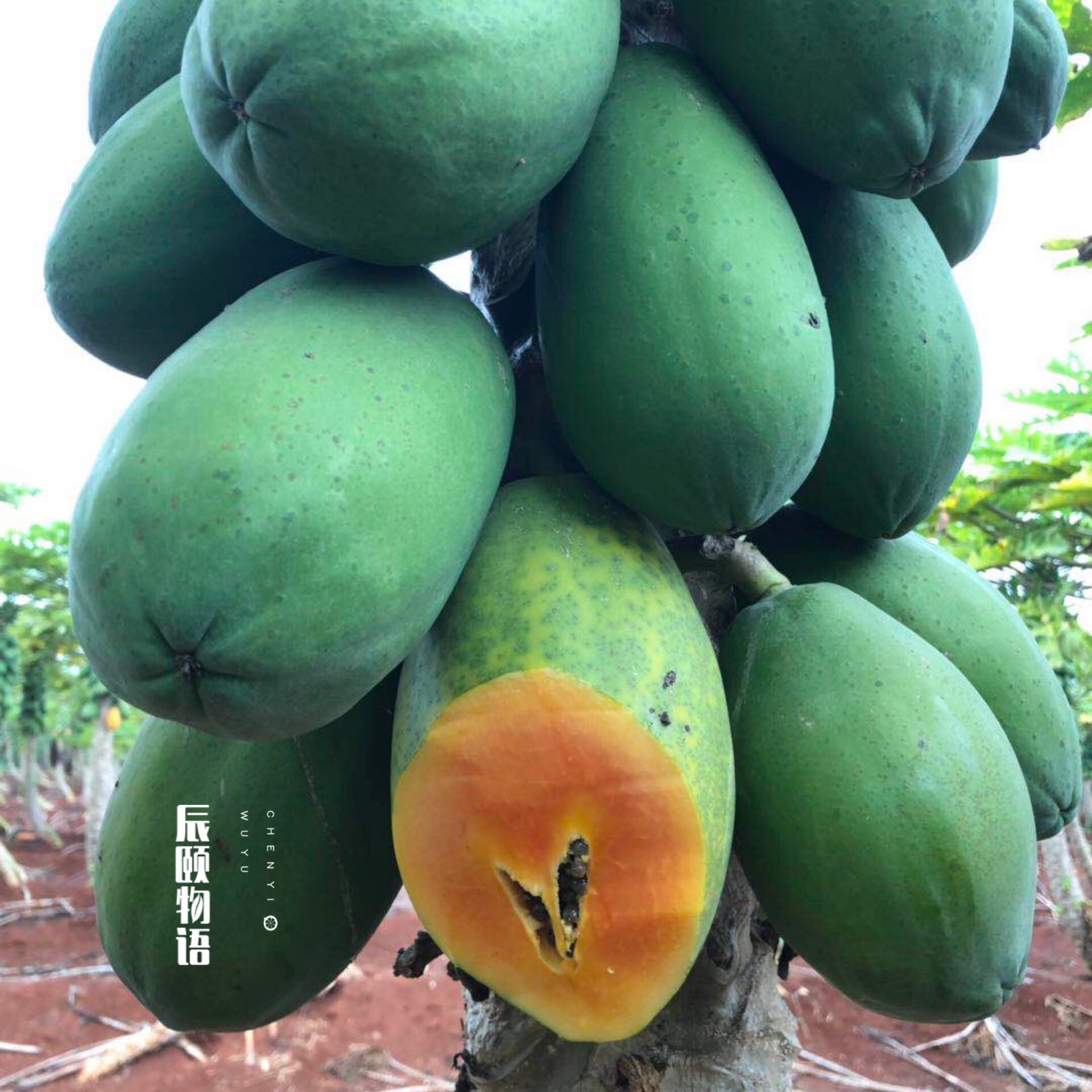 雷州冰糖心木瓜