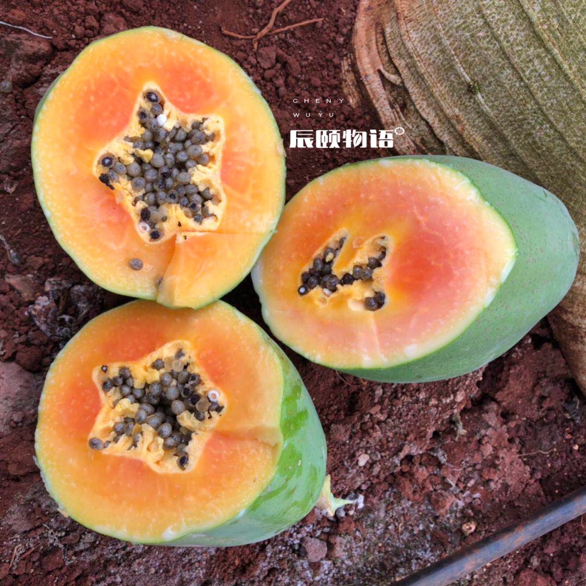 雷州冰糖心木瓜