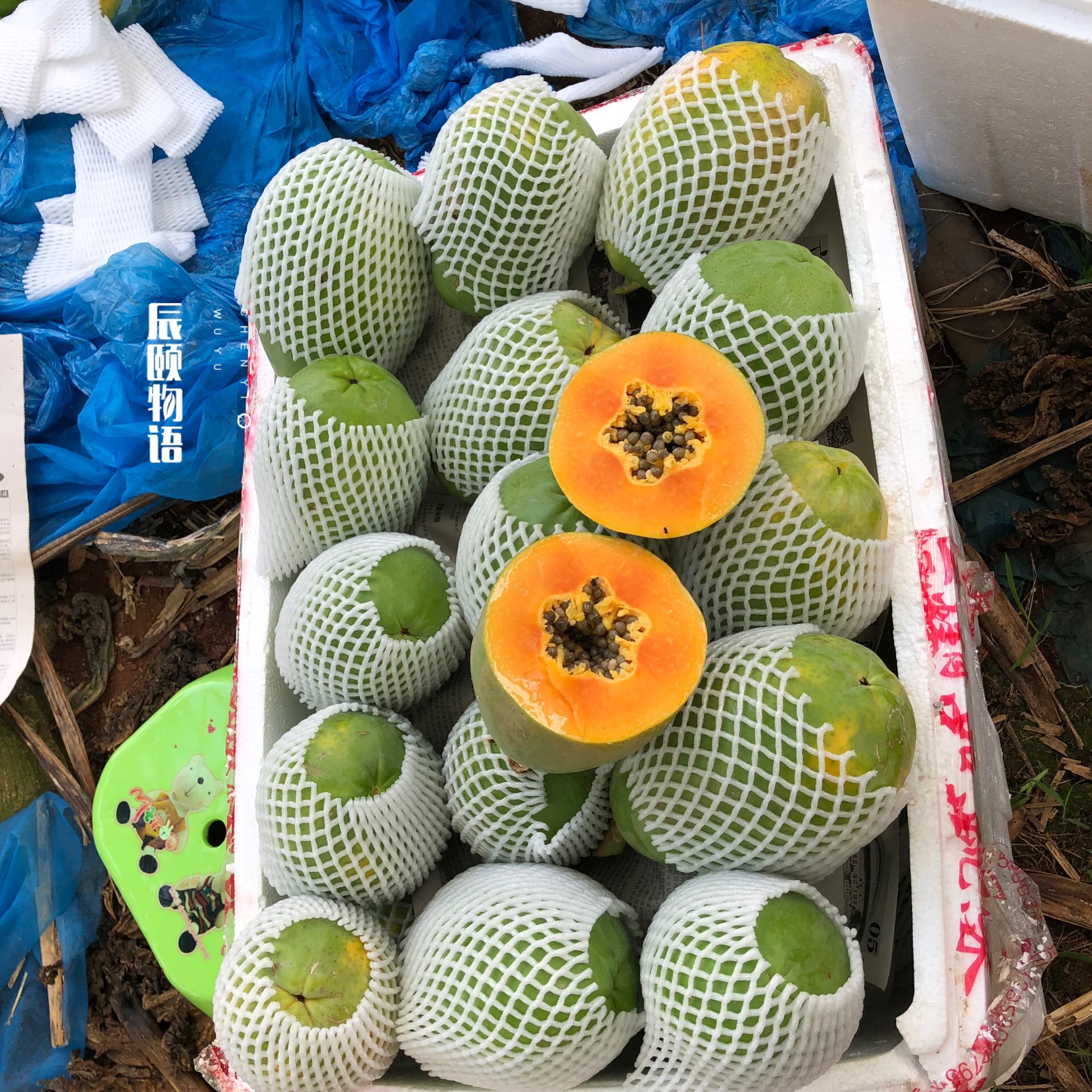 雷州冰糖心木瓜