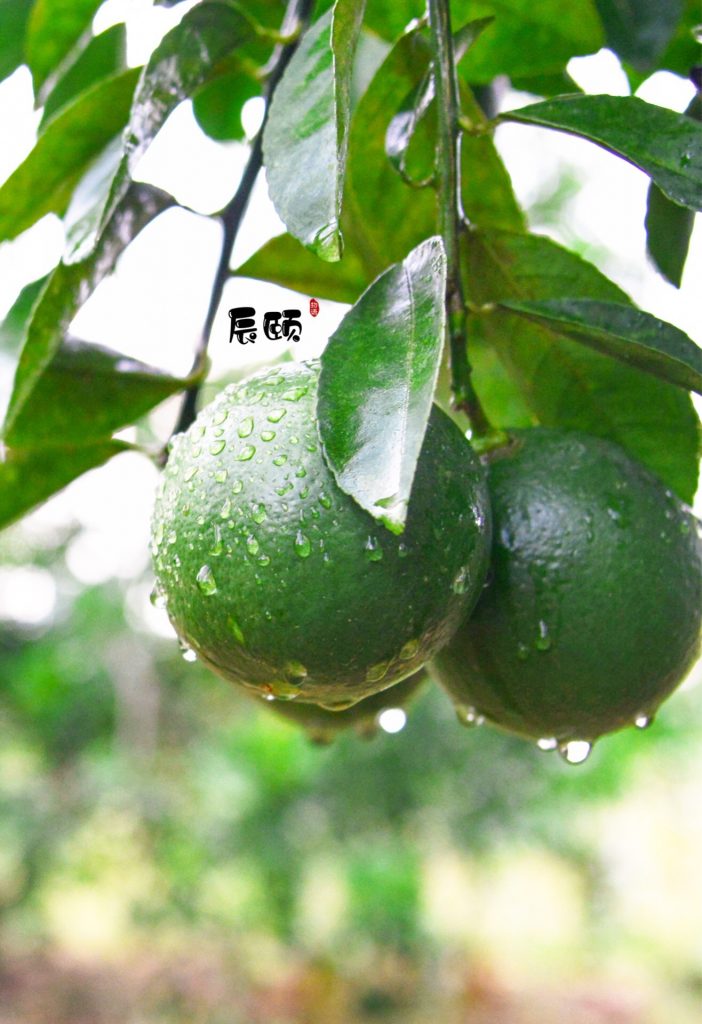 辰颐物语海南青柠檬